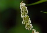 Fallopia dumetorum. Соплодие. Московская обл., Раменский р-н, окр. дер. Хрипань, садовый участок. 23.08.2024.