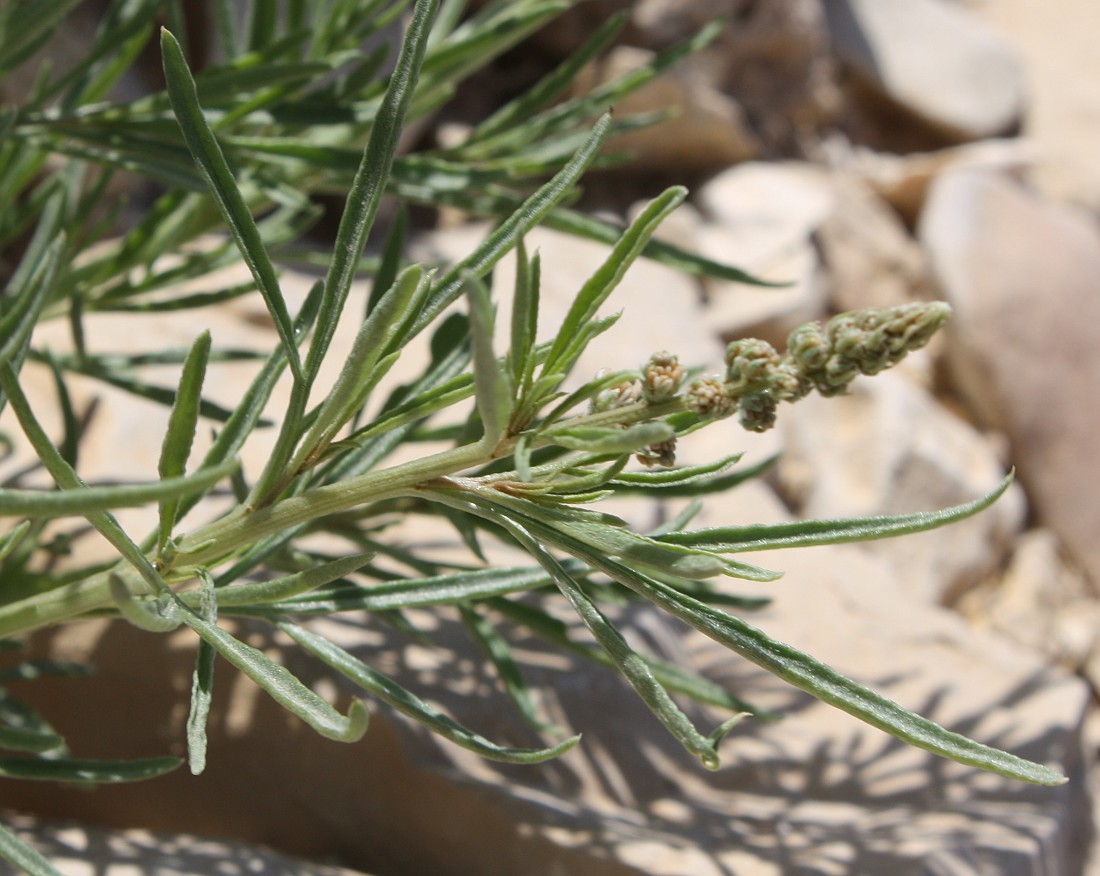 Image of Reseda stenostachya specimen.