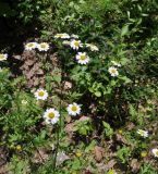 Pyrethrum parthenifolium