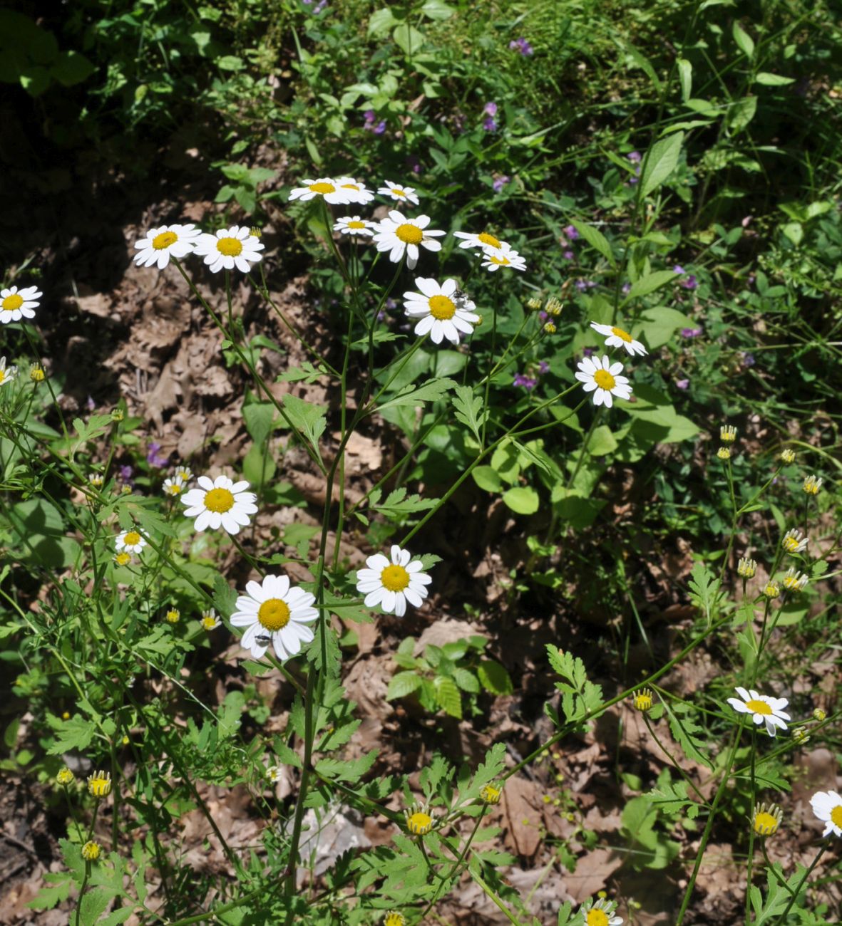 Image of genus Pyrethrum specimen.