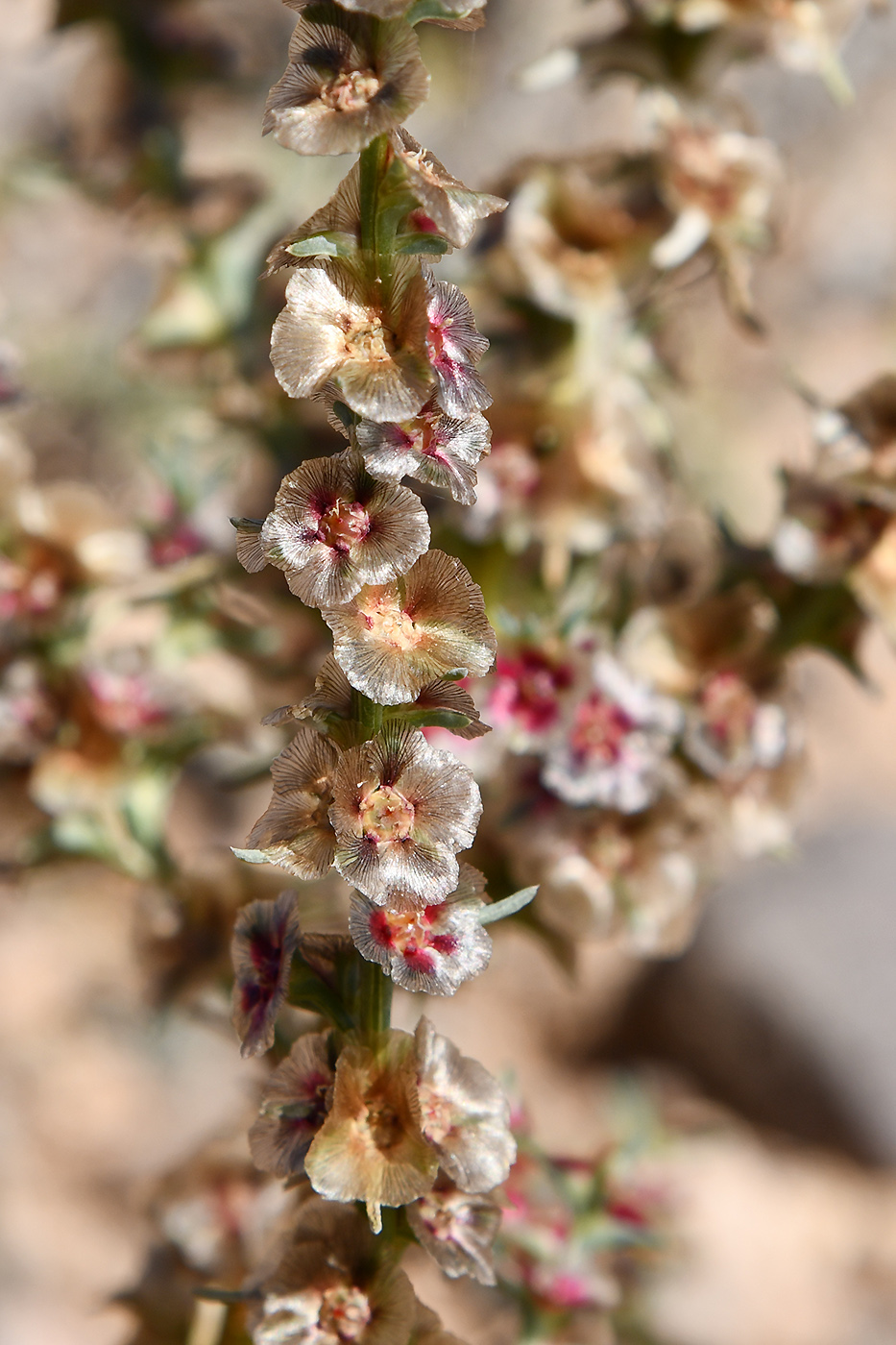 Image of familia Chenopodiaceae specimen.