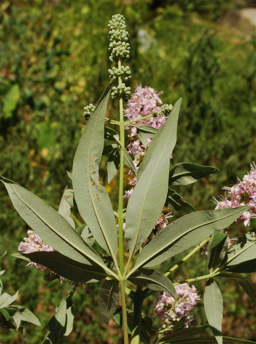 Изображение особи Vitex agnus-castus.