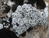 View full-size image Toninia candida