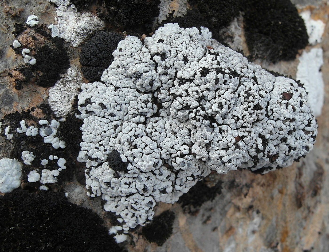 Image of Toninia candida specimen.