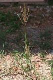 Bothriochloa ischaemum