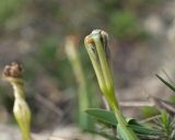 Iris pumila
