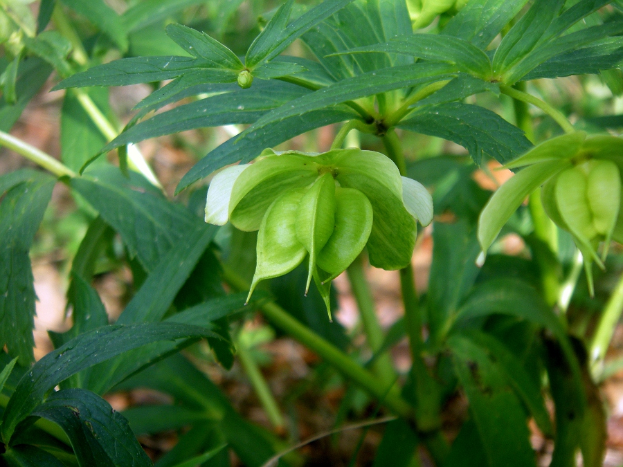 Изображение особи Helleborus viridis.