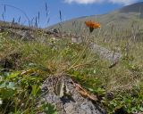 View full-size image Taraxacum porphyranthum