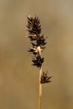 View full-size image Carex spicata