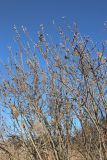 View full-size image genus Salix