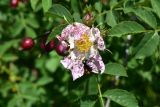 View full-size image genus Rosa