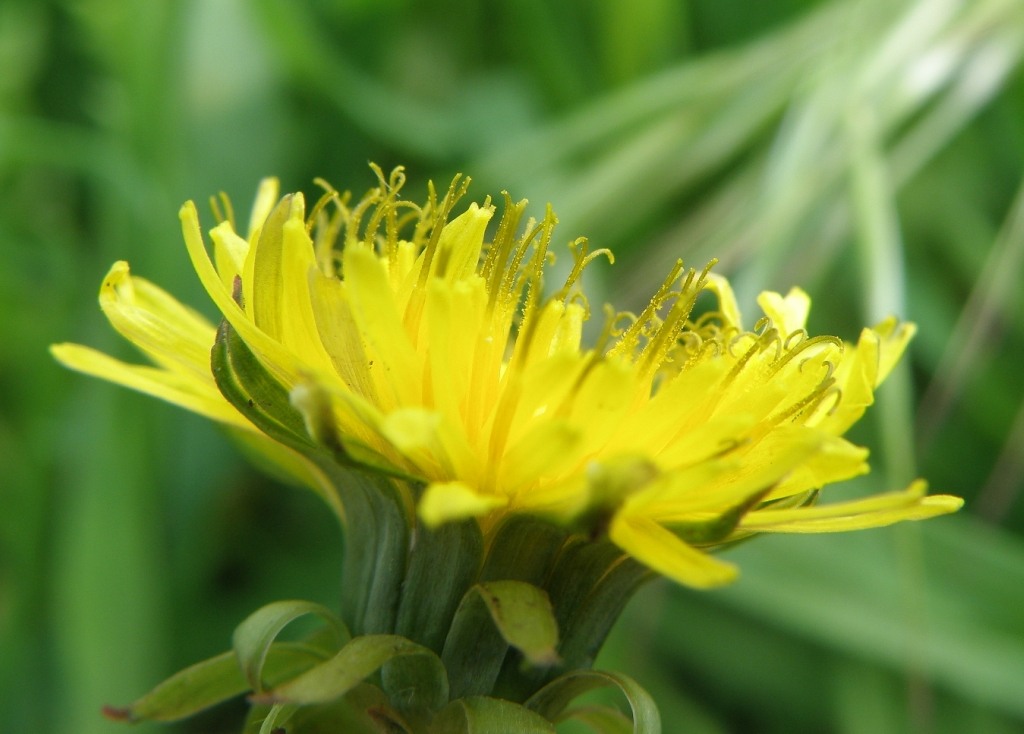 Изображение особи Taraxacum tenuilobum.