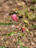 View full-size image Lathyrus miniatus