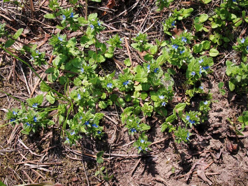 Image of Veronica arvensis specimen.