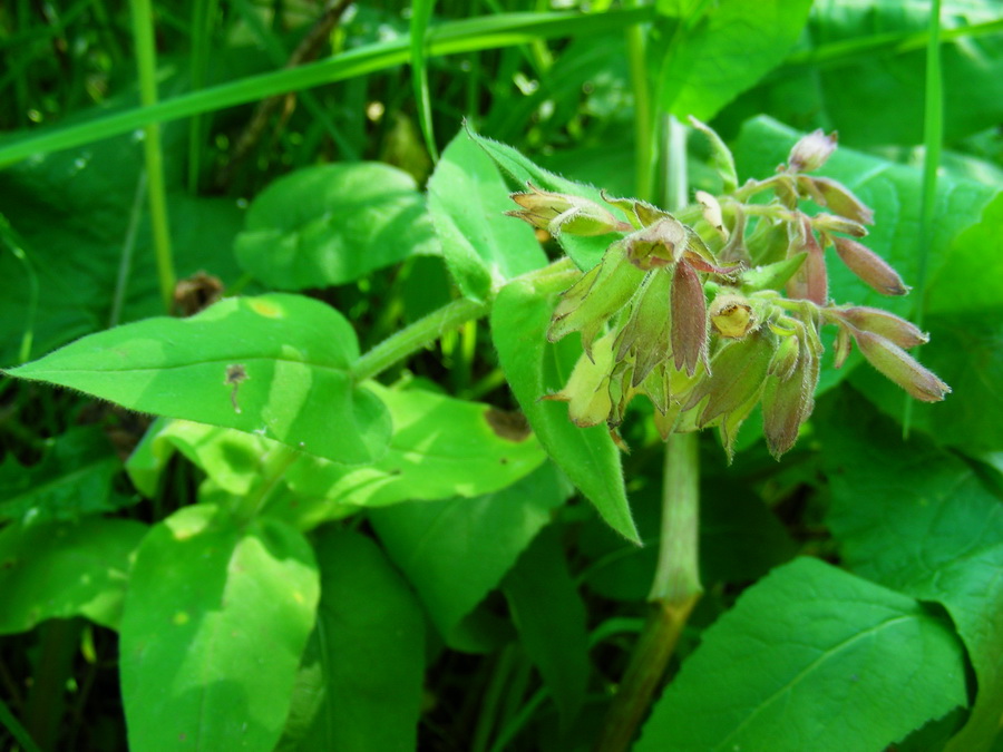 Image of Pulmonaria mollis specimen.