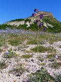 Salvia nutans