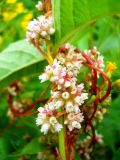 Cuscuta europaea