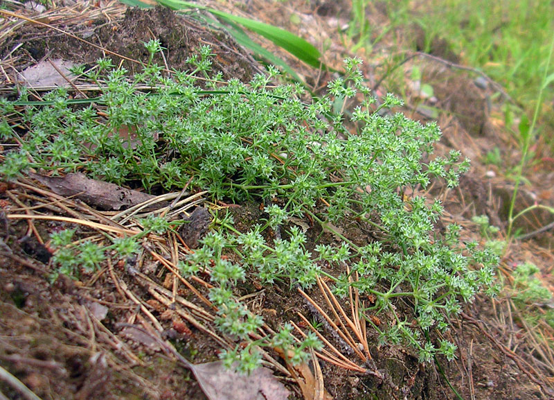 Image of Scleranthus annuus specimen.