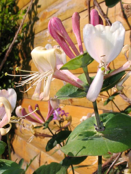 Image of Lonicera caprifolium specimen.