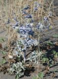 Eryngium maritimum. Цветущее растение. Черногория, окр. г. Ульцинь, песчаный пляж. 08.07.2011.
