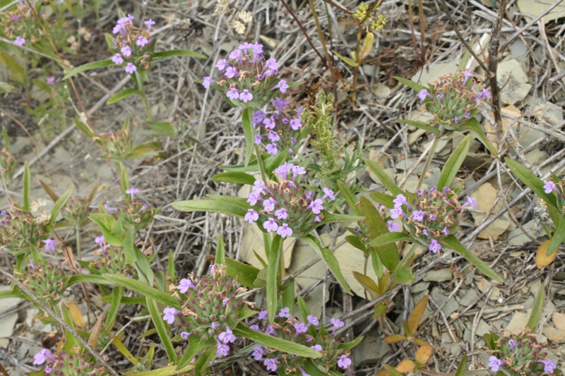 Image of Ziziphora capitata specimen.