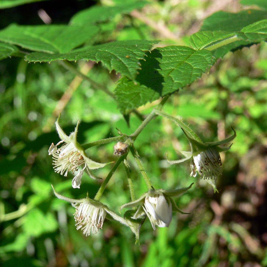 Изображение особи Rubus idaeus.