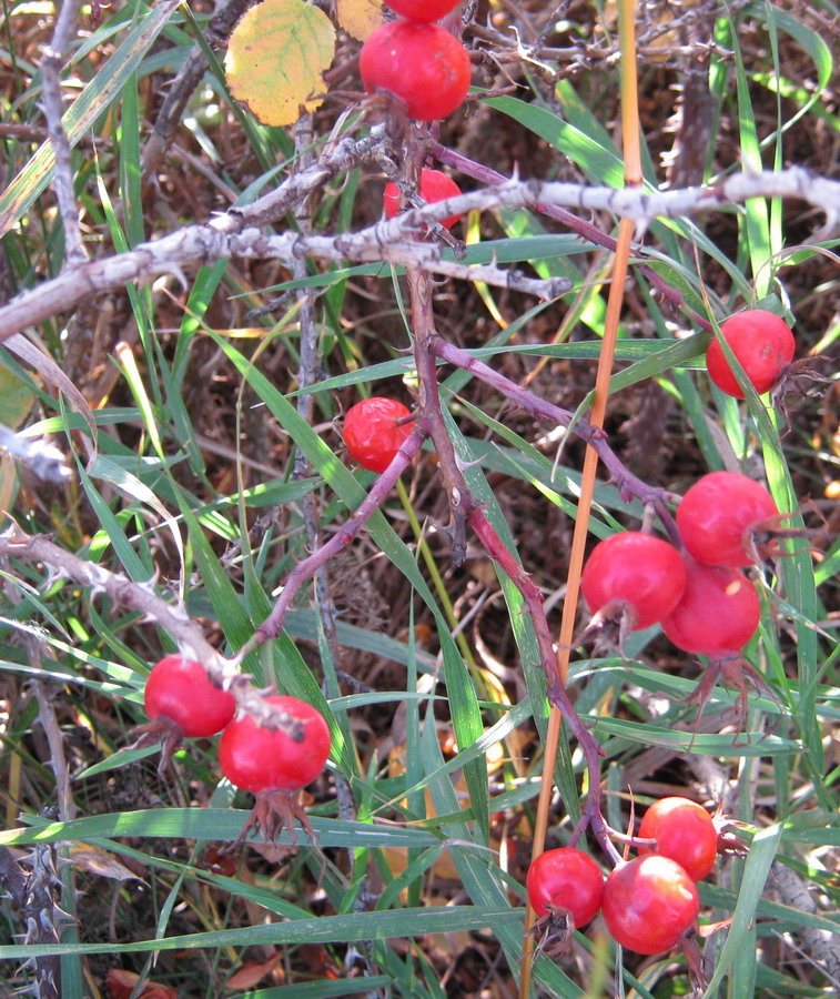 Image of Rosa caesia specimen.