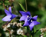 Platycodon grandiflorus. Цветки. Московская обл., Раменский р-н, окр. дер. Хрипань, садовый участок. 04.08.2011.