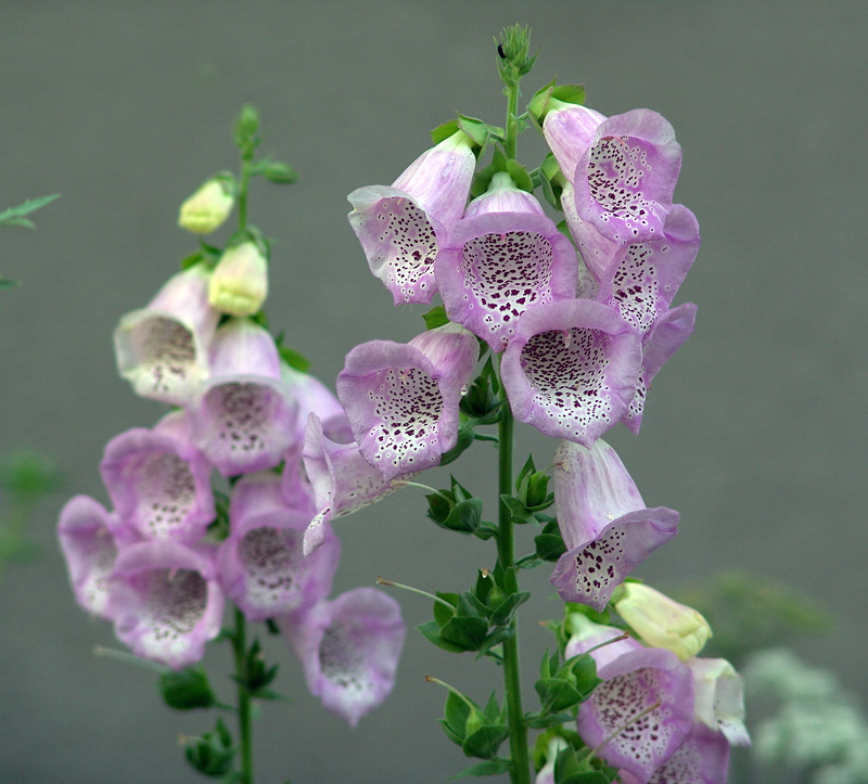 Image of Digitalis purpurea specimen.