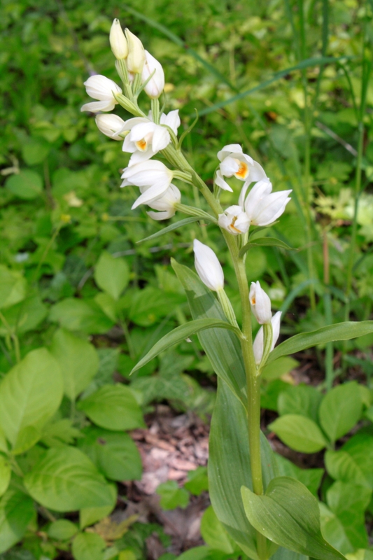 Image of Cephalanthera damasonium specimen.