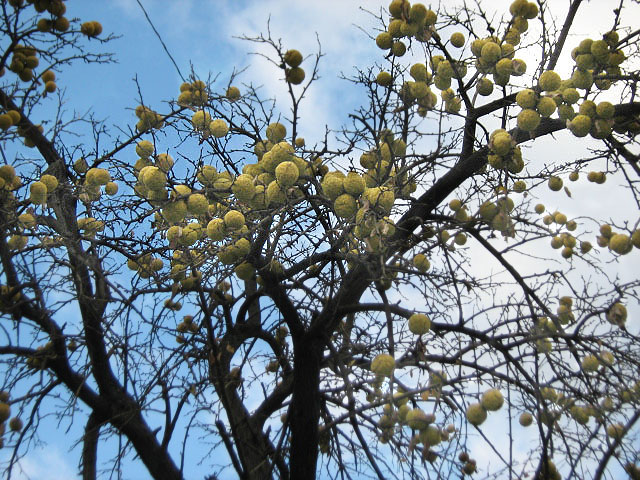 Image of Maclura pomifera specimen.