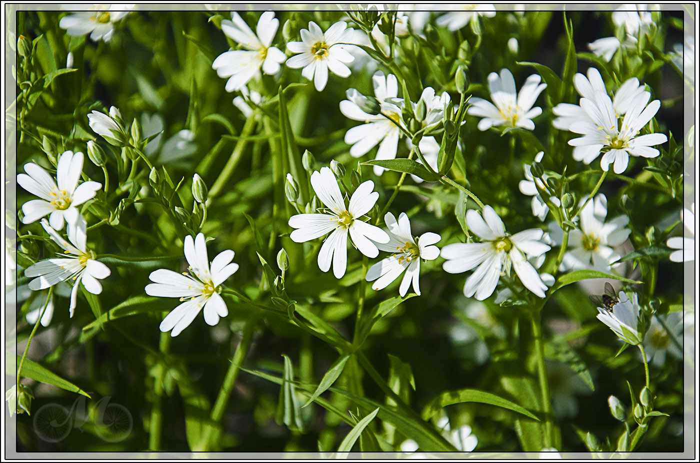 Image of Stellaria holostea specimen.