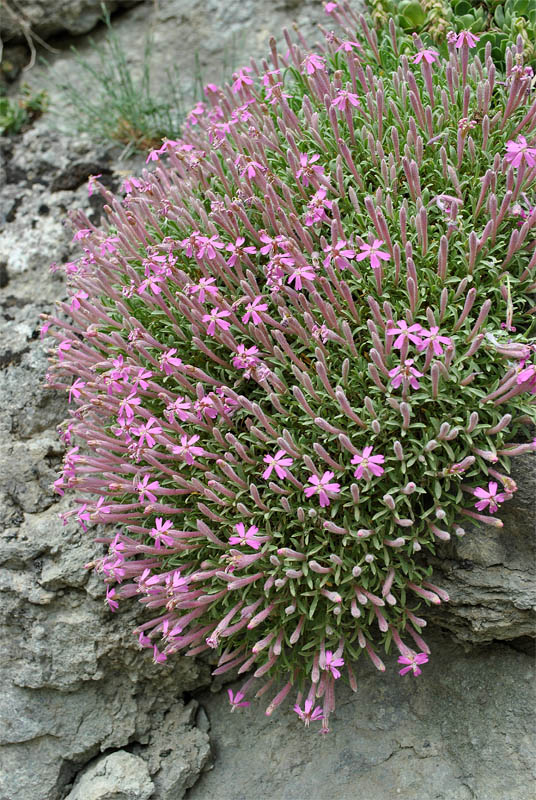 Image of Silene meyeri specimen.