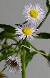 Erigeron подвид lilacinus