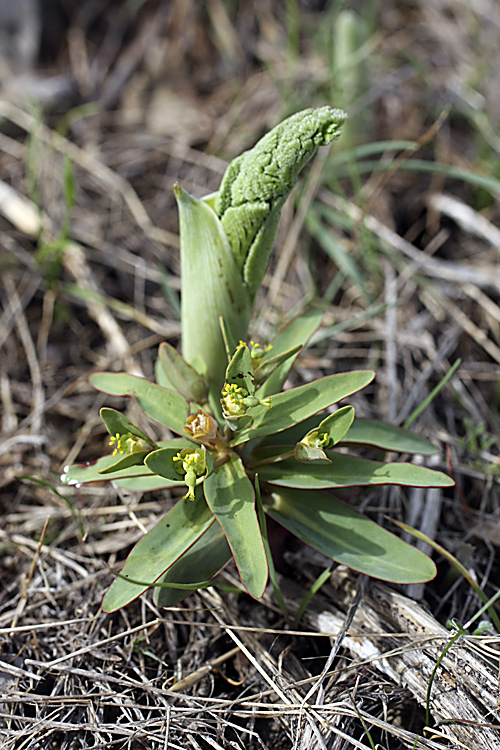 Image of Euphorbia rapulum specimen.