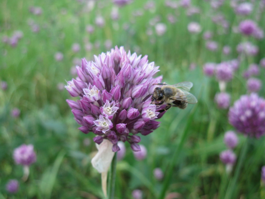 Изображение особи Allium rotundum.