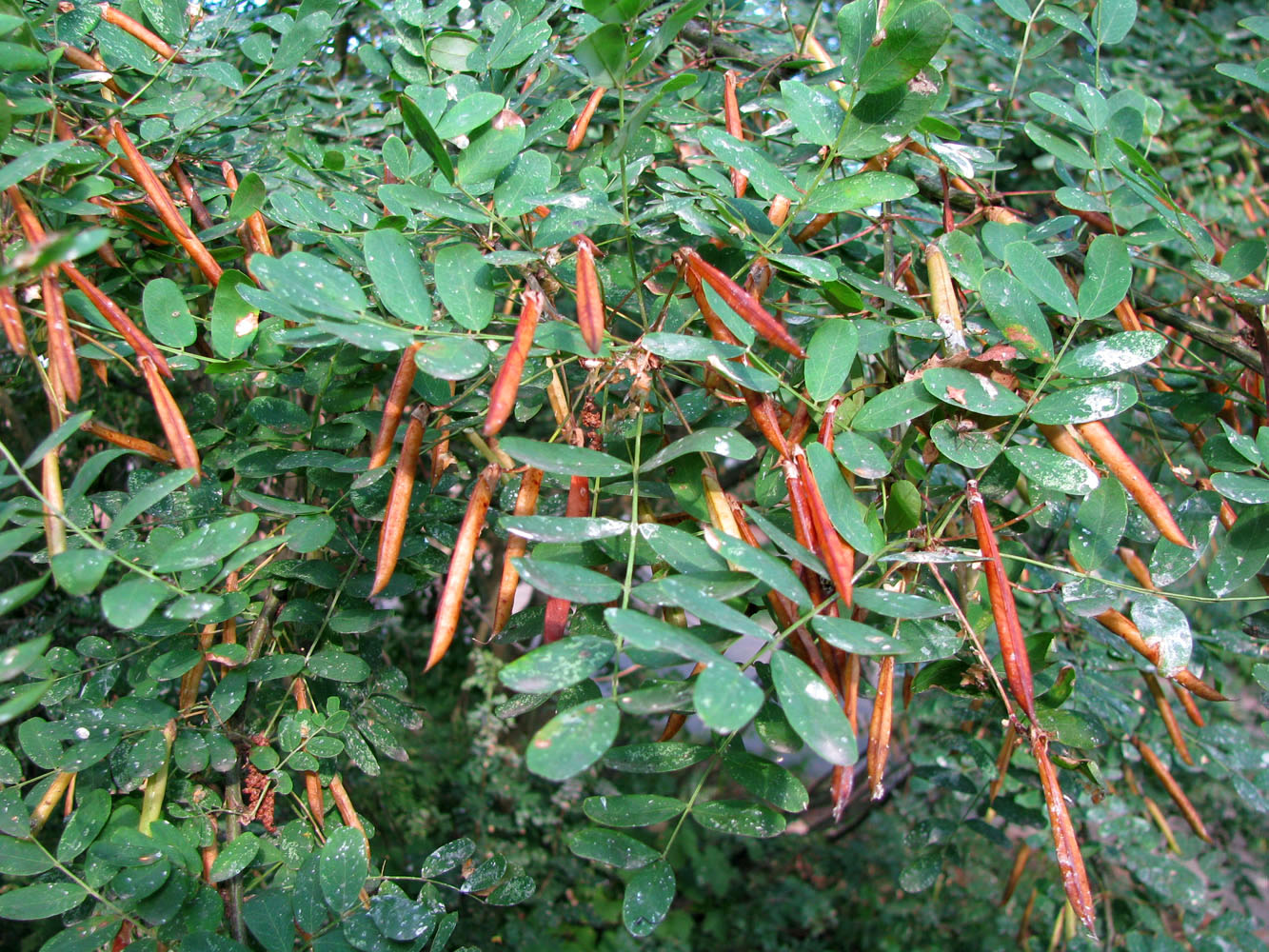 Изображение особи Caragana arborescens.