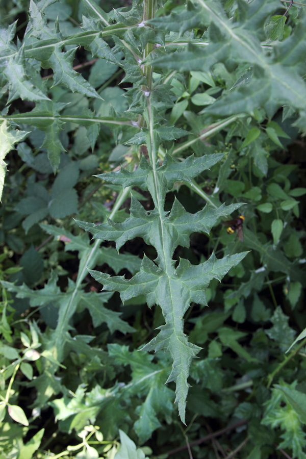 Image of Echinops sphaerocephalus specimen.