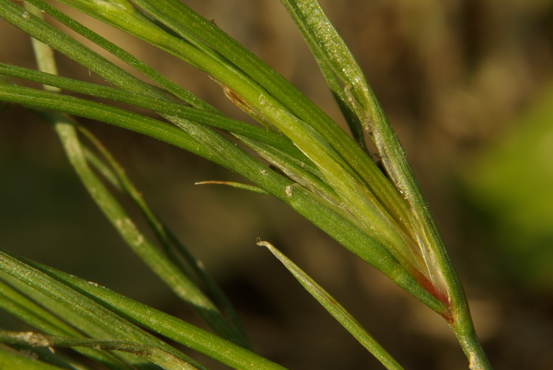 Image of Juncus sphaerocarpus specimen.