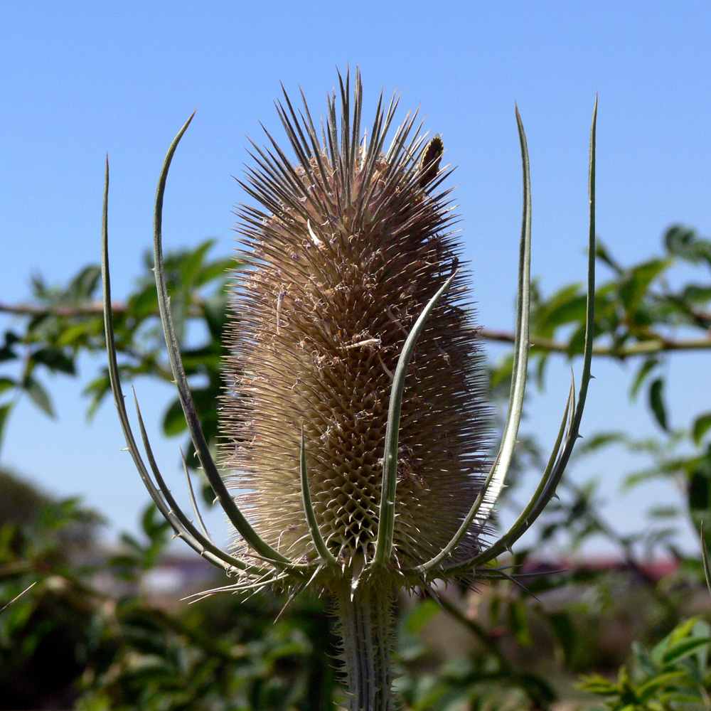 Image of Dipsacus fullonum specimen.