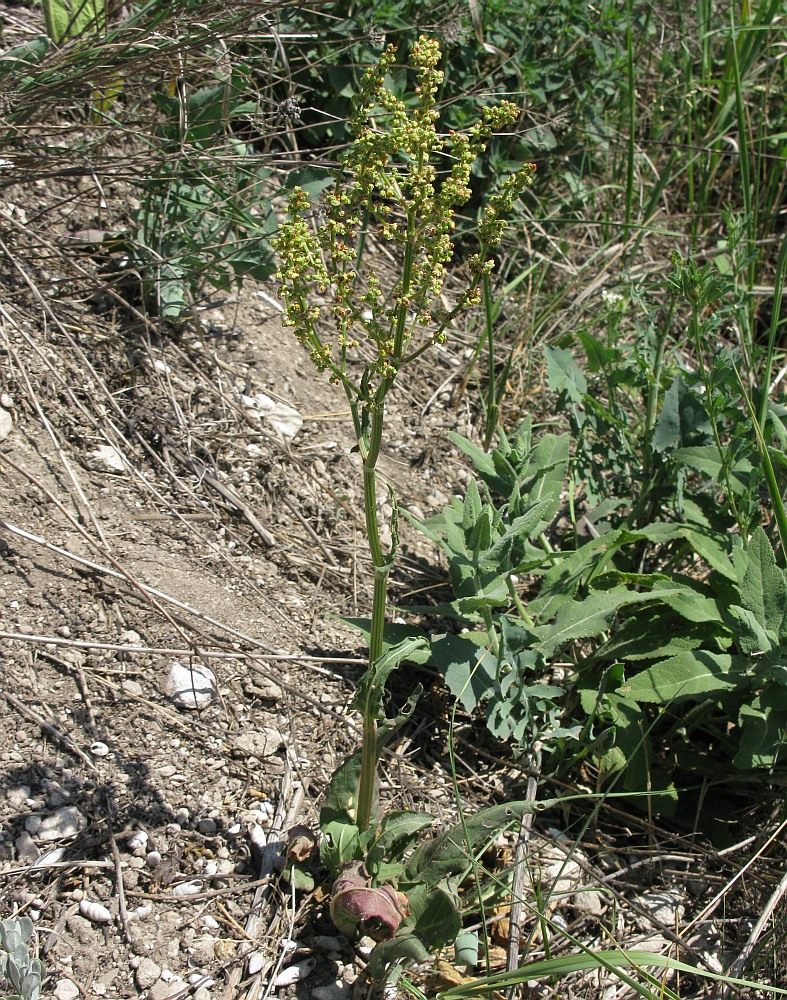 Image of Rumex tuberosus specimen.