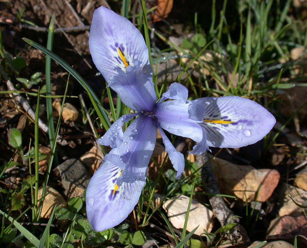 Image of Iridodictyum histrio specimen.