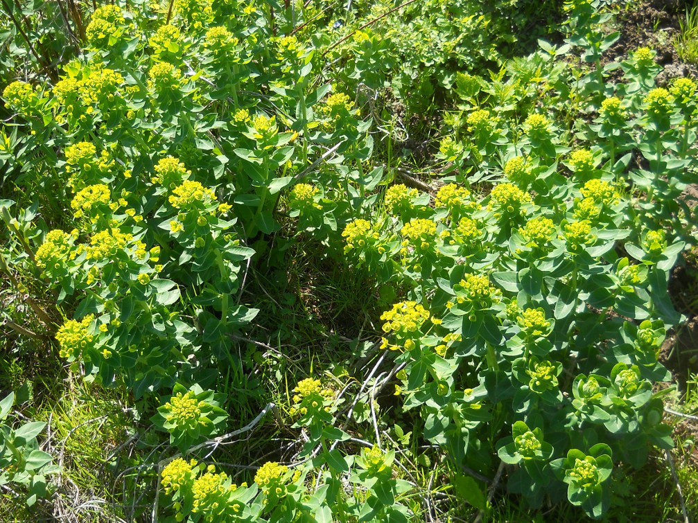 Image of Euphorbia iberica specimen.