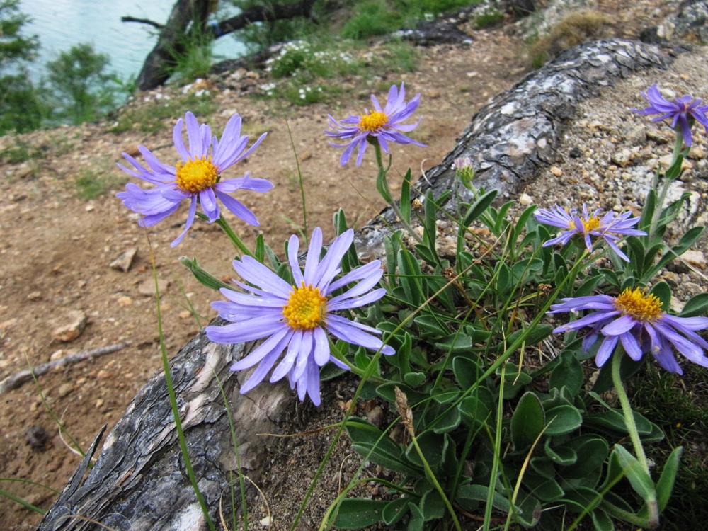 Image of Aster alpinus specimen.