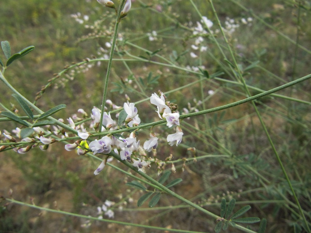 Изображение особи Astragalus melilotoides.