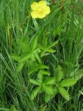 Potentilla reptans. Цветок и листья. Украина, г. Запорожье, балка между Космическим мкрн. и Опытной станцией. 15.06.2009.