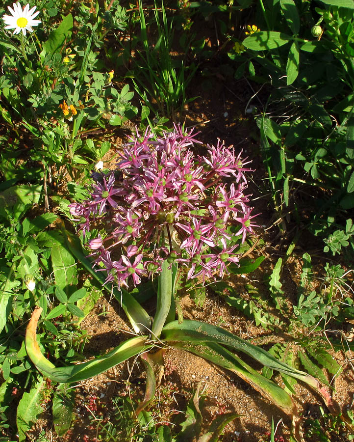 Image of Allium tel-avivense specimen.