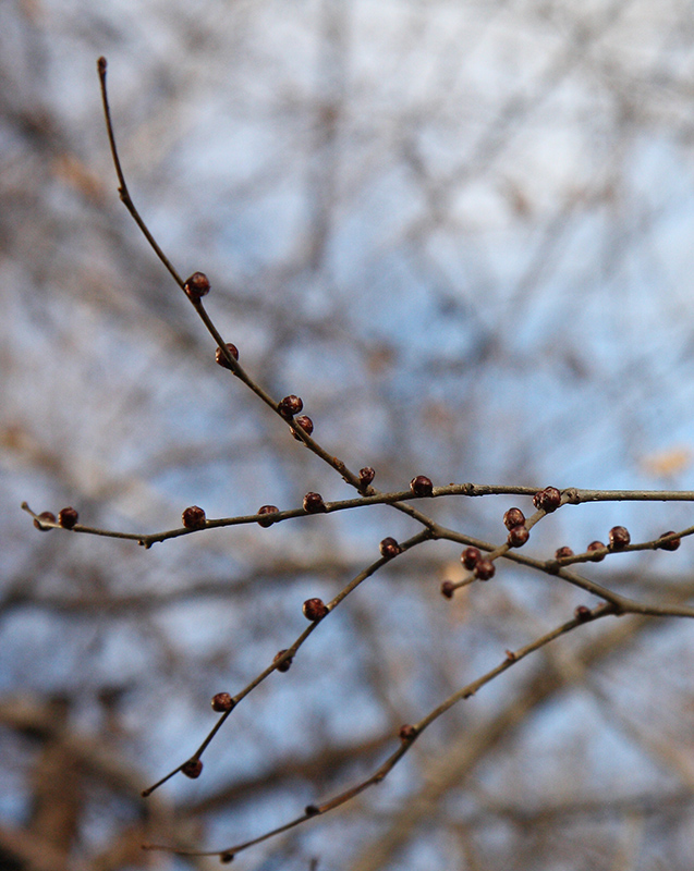 Image of Ulmus pumila specimen.