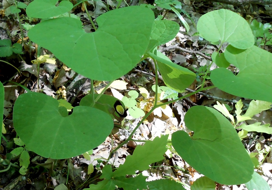 Изображение особи Aristolochia steupii.