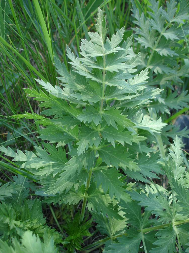 Image of Seseli libanotis specimen.